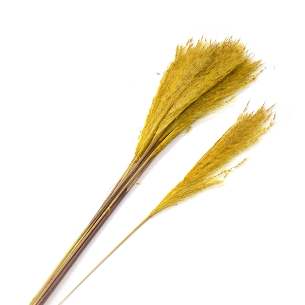 Buchet Pampas cortaderia galben